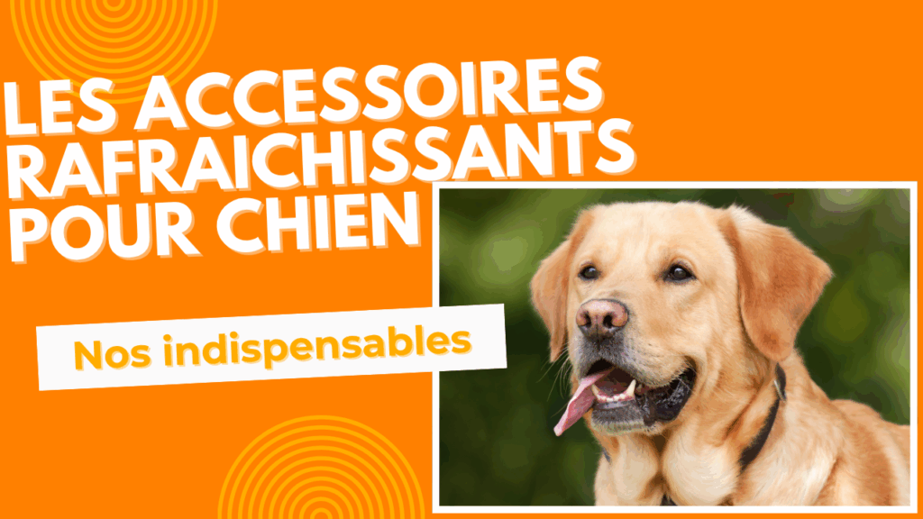 les accessoires rafraichissants pour chien