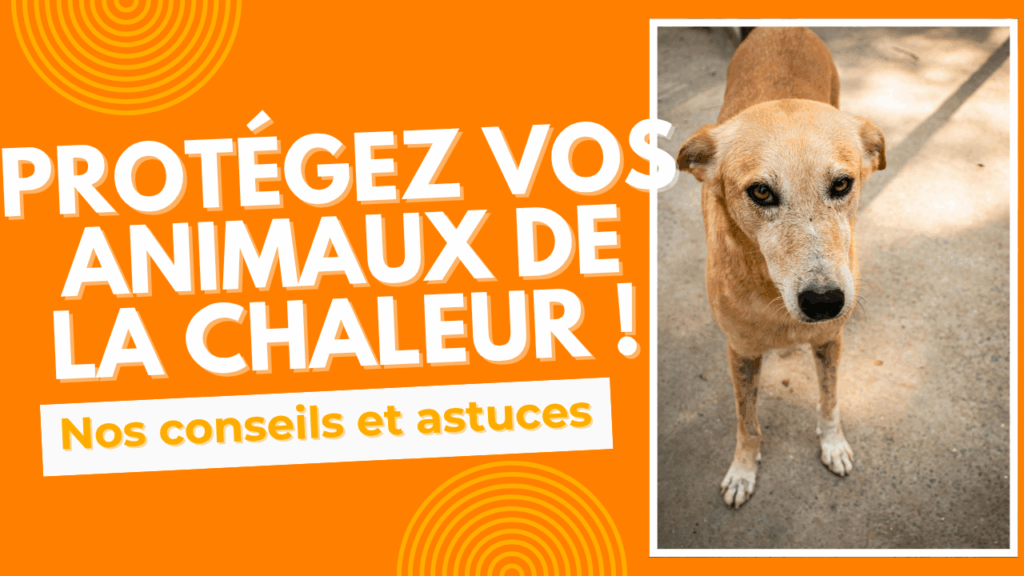 protection animaux chaleur