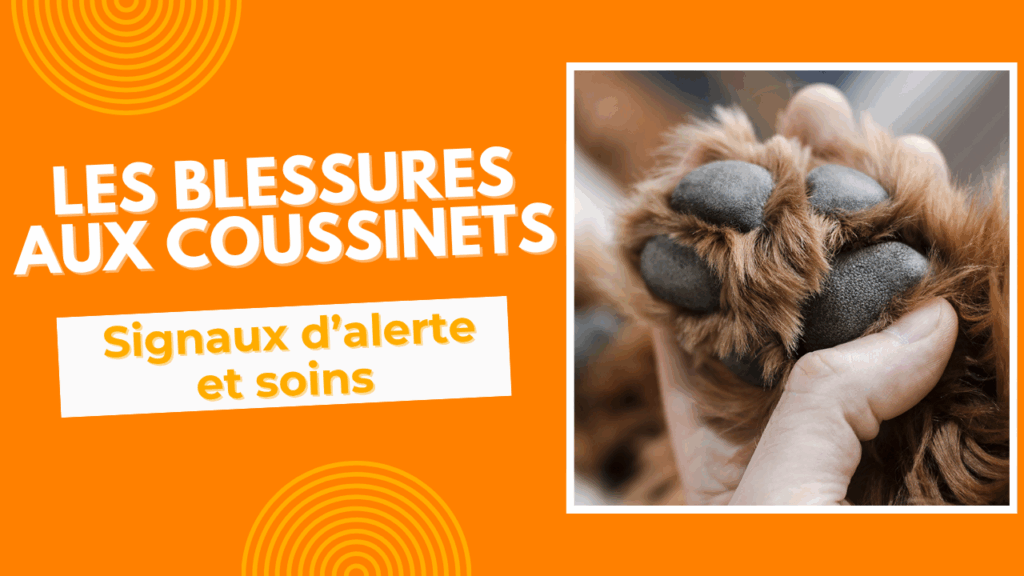 pawz'n'go les blessures aux coussinets