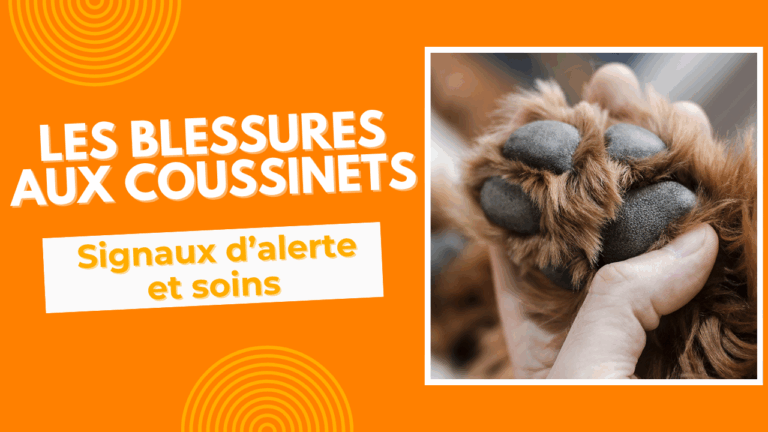 pawz'n'go les blessures aux coussinets