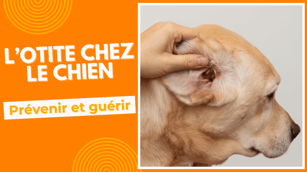 l'otite chez le chien prevenir et guerir