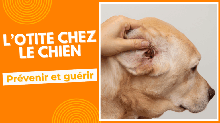 l'otite chez le chien prevenir et guerir