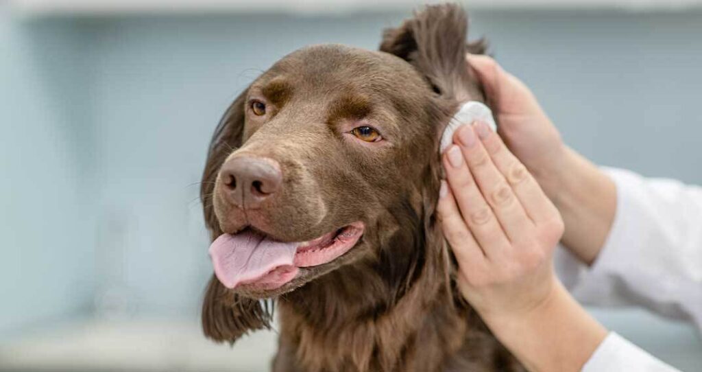 prévenir et soigner l'otite chez le chien